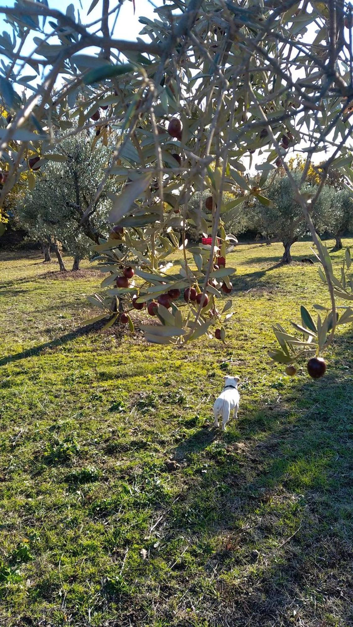 דירות אופס Studio Independant Dans Ferme Equestre מראה חיצוני תמונה